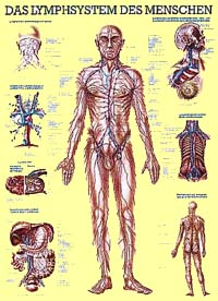 lymphsystem